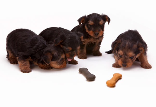 Puppies Playing